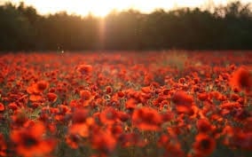 Poppy Field