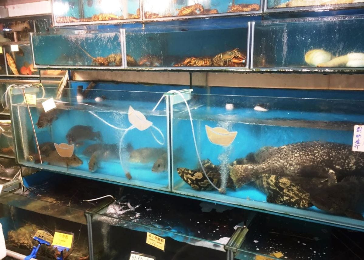 Choosing our dinner at Rainbow Restaurant, Lamma Island